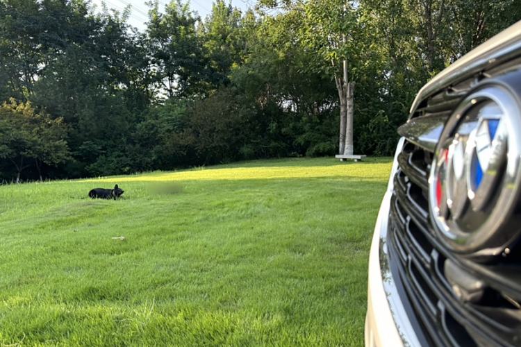 Used Buick GL8 2020 ES Land Cruiser 653T Comfort Edition
