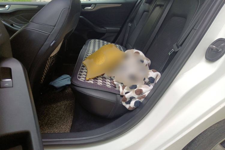 Used Ford Focus 2019 Sedan EcoBoost 180 Automatic Trend Edition