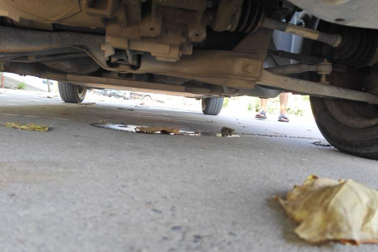 Used SOL E10X 2022 Flower Fairy Design Four-Leaf Clover
