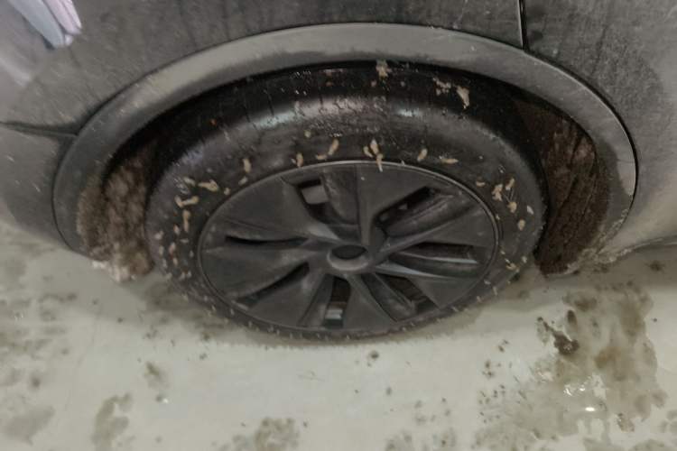 Used Tesla Model Y 2024 Rear-Wheel-Drive Version