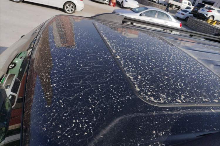 Used Tank 300 2024 2.0T Conqueror