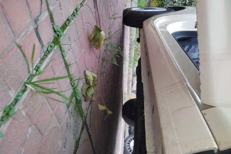 Used  Panda 2025 210 km – Yuanqi Bear
