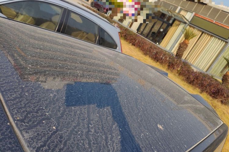 Used  Panda 2023 Panda Mini 200km Dynamic Bear