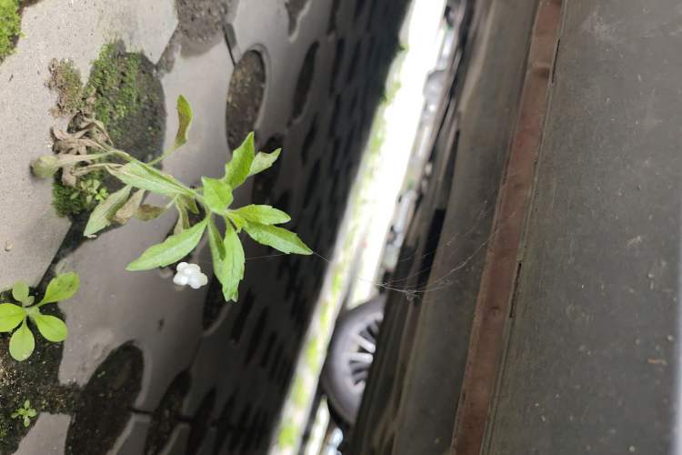 Used Mazda CX-4 2016 2.0L Automatic 2WD Blue Sky Dynamic Edition
