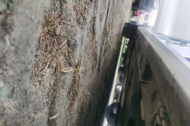 Used Toyota Corolla 2021 Dual-Motor 1.8L E-CVT Elite Edition
