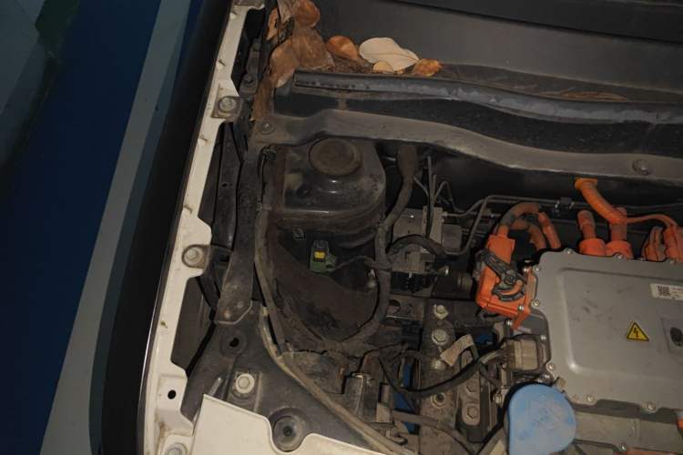 Used ORA Black Cat 2021 301 km Basic Version