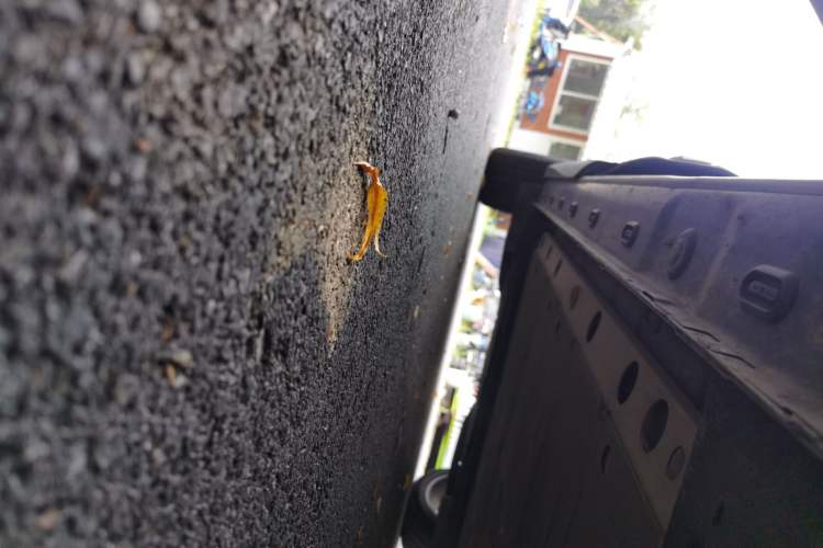 Used  LS6 2023 Max Standard Edition
